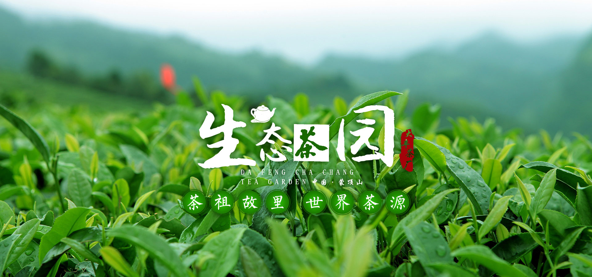 大丰茶厂生态茶园，茶祖故里世界茶源，中国蒙顶山茶